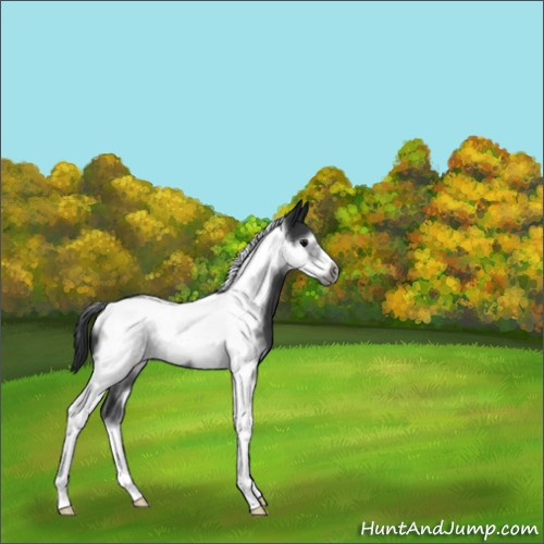Horse Color:Black Sabino Tobiano Frame 