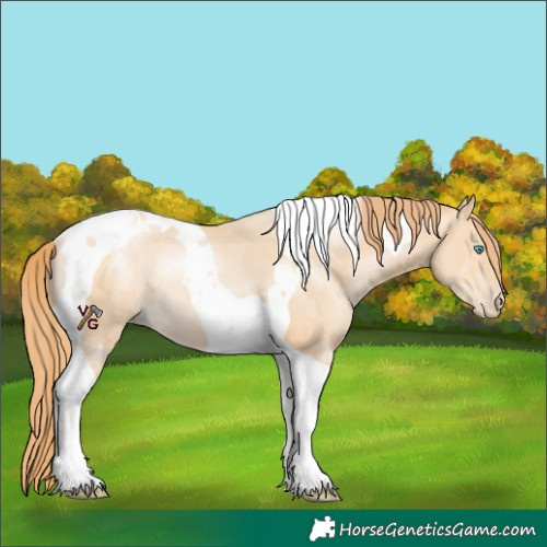 Horse Color:Buckskin Pearl Tobiano Rabicano 