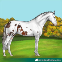 Horse Color:Bay Tobiano Appaloosa