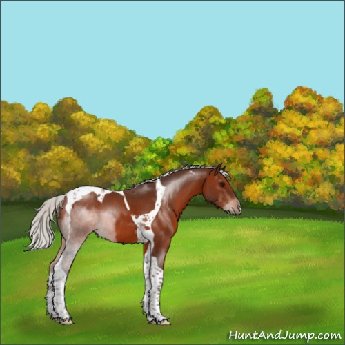 Horse Color:Silver Brown Tobiano 