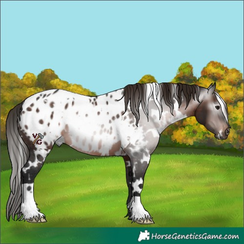 Horse Color:Gray White Spotted Brown Appaloosa 