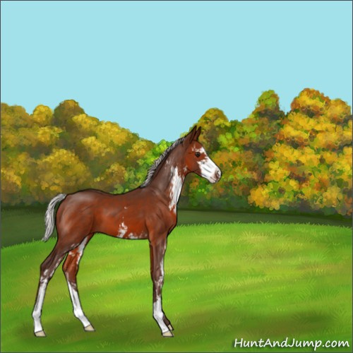 Horse Color:Silver Brown Sabino 