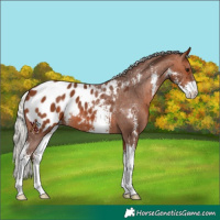 Horse Color:Silver Brown Sabino Appaloosa