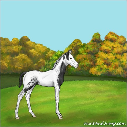 Horse Color:Black Splash Tobiano Appaloosa 