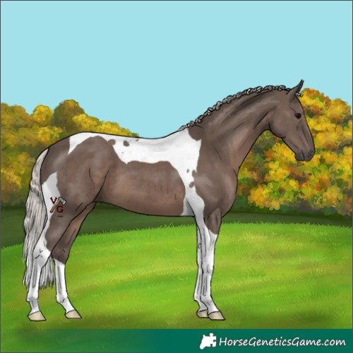 Horse Color:Silver Black Tobiano 