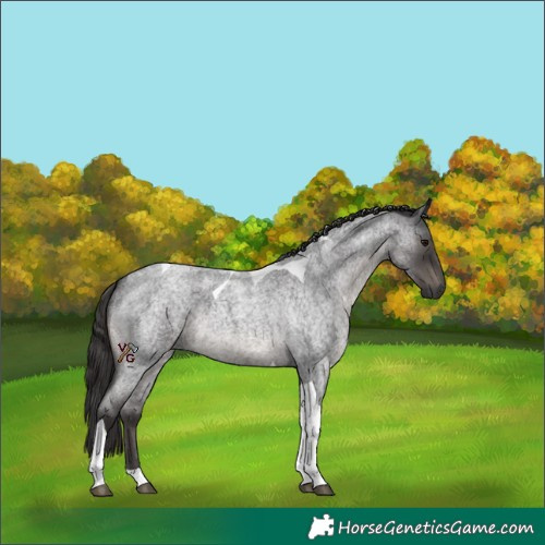 Horse Color:Smoky Blue Roan Tobiano 