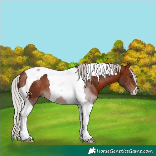 Horse Color:Silver Brown Tobiano 
