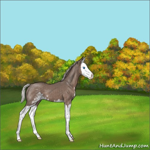 Horse Color:Silver Black Sabino Splash 