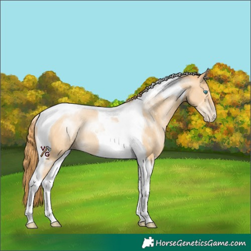 Horse Color:Buckskin Pearl Tobiano 
