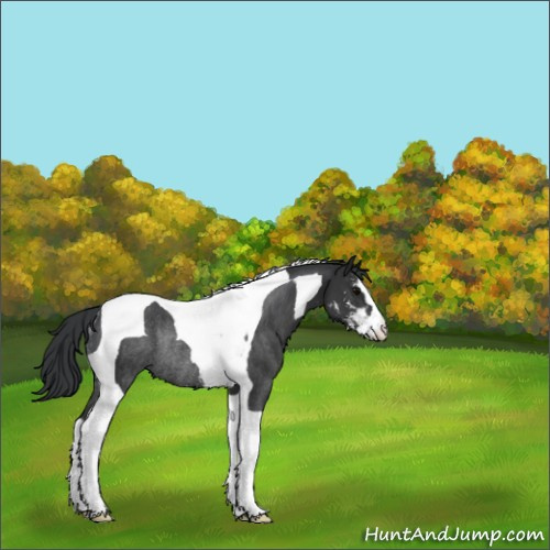 Horse Color:Black Sabino Tobiano Rabicano 