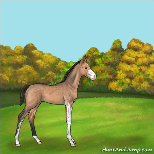 Horse Color:Bay Dun Sabino 