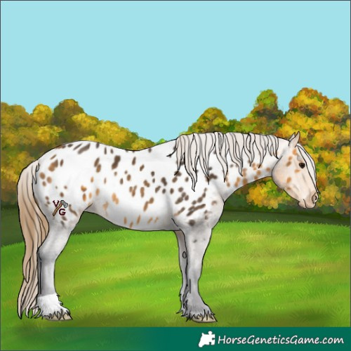 Horse Color:Buckskin Appaloosa 