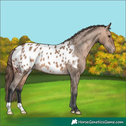 Horse Color:Bay Dun Appaloosa 