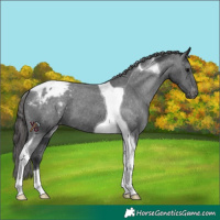Horse Color:Black Tobiano Appaloosa