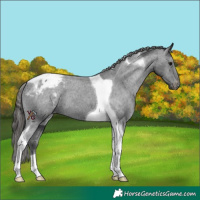 Horse Color:Black Tobiano Snowcap 