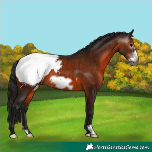 Horse Color:Gray Bay Frame Appaloosa 