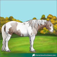 Horse Color:Silver Black Sabino Tobiano