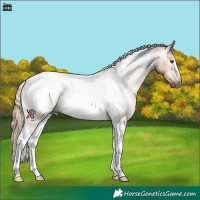 Horse Color:Gray Liver Red Dun Tobiano Appaloosa 