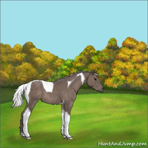 Horse Color:Silver Black Tobiano 
