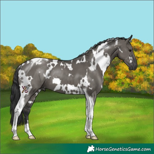 Horse Color:White Spotted Grullo Tobiano