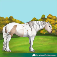 Horse Color:Gray Silver Bay Dun Tobiano Appaloosa 
