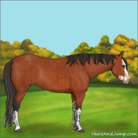 Horse Color:Bay Sabino Rabicano  and Bay Sabino Splash Rabicano 