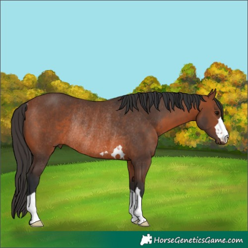 Horse Color:Bay Rabicano 