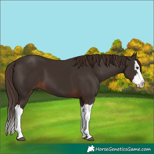 Horse Color:Liver Chestnut Splash