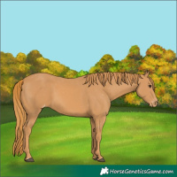 Horse Color:Chestnut Appaloosa