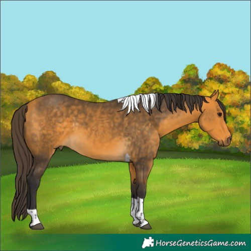 Horse Color:Unknown 