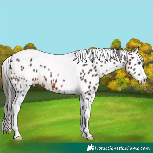 Horse Color:Unknown 