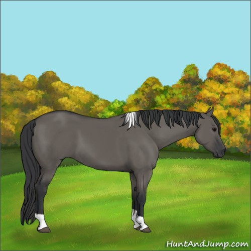 Horse Color:Unknown 