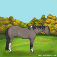 Horse Color:Unknown 