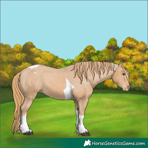 Horse Color:Chestnut Tobiano Appaloosa 