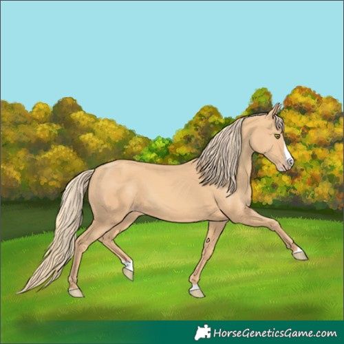 Horse Color:Gold Champagne Splash 
