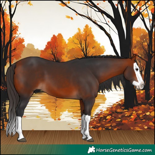 Horse Color:Bay Splash 