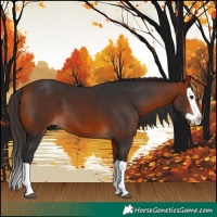 Horse Color:Bay Splash
