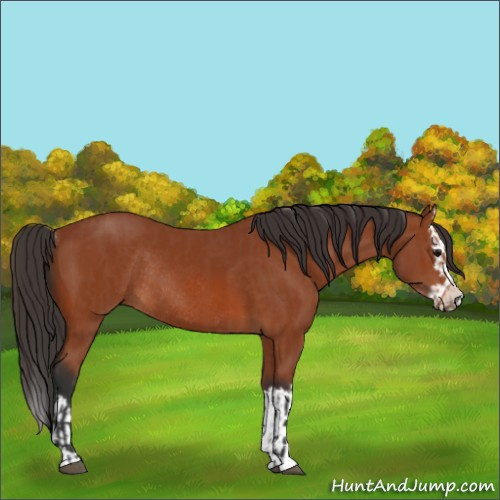 Horse Color:Bay Sabino Rabicano and Bay Sabino Splash Rabicano