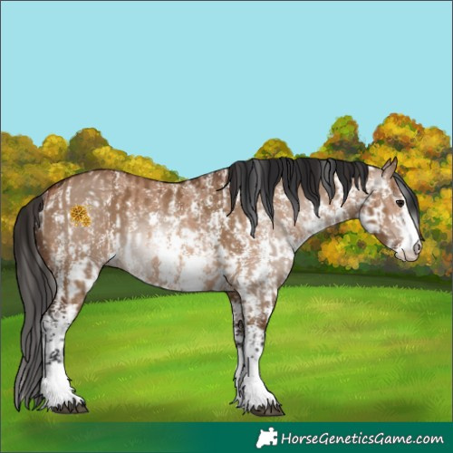 Horse Color:Bay Dun Sabino Rabicano and Gray Bay Dun Sabino Rabicano