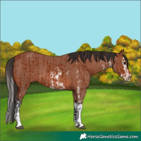 Horse Color:Bay Sabino Rabicano and Bay Sabino Splash Rabicano