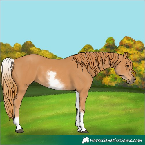 Horse Color:White Spotted Chestnut 