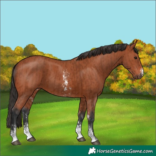 Horse Color:Bay Sabino Rabicano and Bay Sabino Rabicano