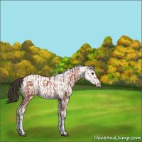 Horse Color:Bay Sabino Rabicano and White Spotted Bay Rabicano