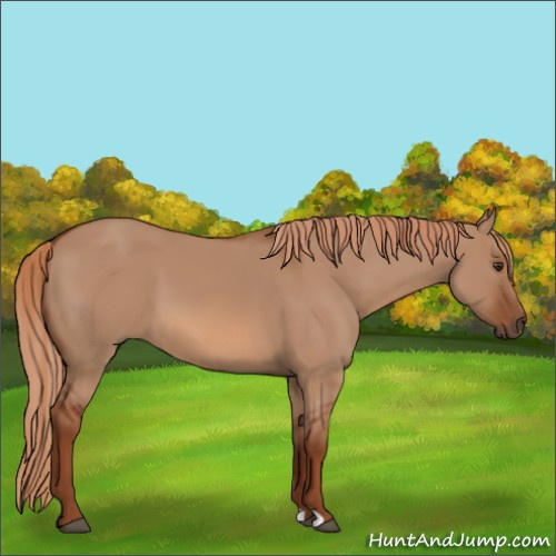 Horse Color:Red Dun 