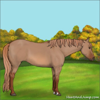 Horse Color:Red Dun
