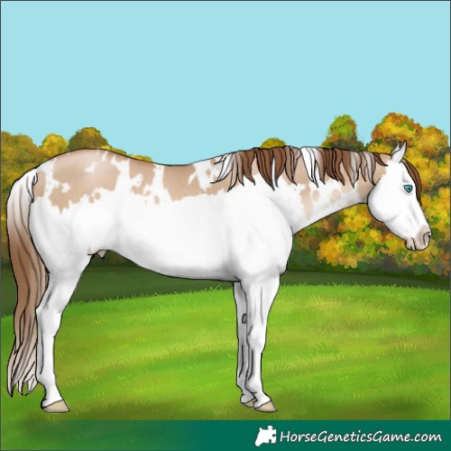 Horse Color:White Spotted Liver Red Dun Pearl Splash 