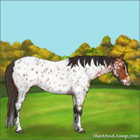 Horse Color:Bay Roan Appaloosa  and Bay Roan Splash Appaloosa 