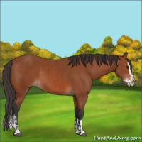 Horse Color:Bay Sabino Rabicano and Bay Sabino Splash Rabicano