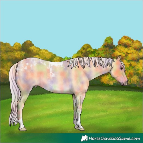 Horse Color:Nacre Palomino Roan Tobiano 