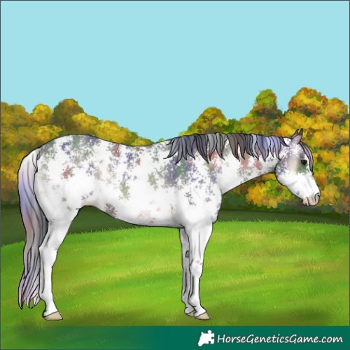 Horse Color:Nacre Blue Onyx Sabino 